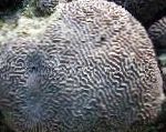 照 Platygyra珊瑚, 灰 