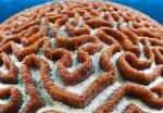 照 Platygyra珊瑚, 褐色 