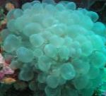 fotografie Bublina Coral, světle modrá 