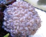 fotografija Bubble Coral, rožnat 