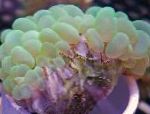 fotografie Bublina Coral, zelená 