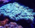 foto Couve-Flor Coral, luz azul 