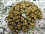 фотографија Cauliflower Coral, браон 