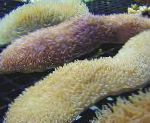 fotografie Limba Coral (Papuci Coral), galben 