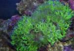 Nuotrauka Elegancija Koralai, Nenuostabu Koralų, žalias 