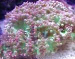 Fil Elegans Korall, Konstigt Korall, rosa 