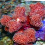 fotografija Prst Coral, rdeča 
