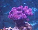 fotografija Prst Coral, vijolična 