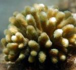 fotografija Prst Coral, rjava 
