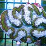 фотографија Symphyllia Coral, светло плава 