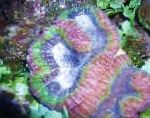 照 Symphyllia珊瑚, 杂色 