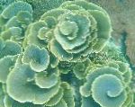 Copo Coral (Pagode Coral)