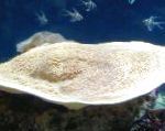 Foto Kop Koral (Pagode Coral), gul 