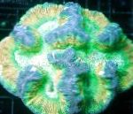 φωτογραφία Εγκεφάλου Κοραλλιών Θόλο, ποικιλόχρους 