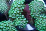 снимка Alveopora Корали, зелен 