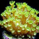 Foto Alveopora Korallen, gelb 
