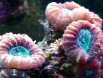 Foto Tõrvik Korallid (Candycane Korallid, Trompet Korall), punane 