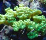 Foto Tõrvik Korallid (Candycane Korallid, Trompet Korall), kollane 