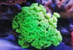 fotografie Pochodeň Koral (Candycane Koral, Koral Trúbka), zelená 