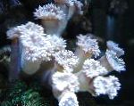 邓肯珊瑚