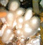 foto Cogumelo Colt (Dedos Do Mar), branco 