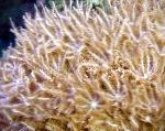 foto Coral Agitando Mano, marrone clavularia