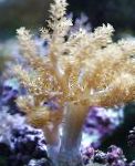 фотографија Tree Soft Coral (Kenya Tree Coral), жут 