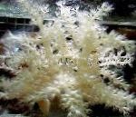 φωτογραφία Δέντρο Μαλακά Κοράλλια (Κένυα Δέντρο Κοραλλιών), γκρί 