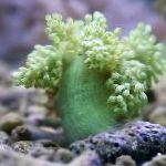 Foto Baum Weichkorallen (Kenia Tree Coral), grün 