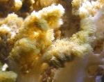 小马珊瑚