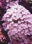 fénykép Csillagos Polip, Cső Korall, rózsaszín clavularia