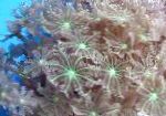 სურათი ვარსკვლავი Polyp, მილის მარჯანი, მწვანე clavularia