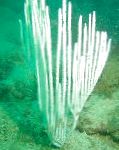 Fil Gorgonian Mjuka Koraller, vit havet fläktar