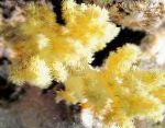 fotografie Karafiát Strom Koralový, žltý 
