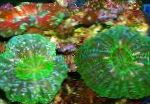 φωτογραφία Κουκουβάγια Κοραλλιών Ματιών (Κουμπί Κοράλλι), πράσινος 
