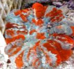 Nuotrauka Pelėda Akių Koralų (Mygtuką Koralų), margas 