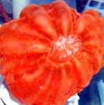 φωτογραφία Κουκουβάγια Κοραλλιών Ματιών (Κουμπί Κοράλλι), κόκκινος 