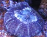 照 猫头鹰的眼睛珊瑚（按钮珊瑚）, 紫 
