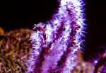 Foto Pirksts Gorgonia (Finger Sea Fan), purpurs 