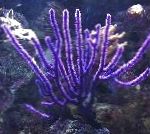 Foto Sea ​​fan, purpurs 