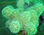 fotografija Prst Usnje Koral (Ročno Coral Hudičev), zelen 