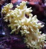 fotografija Prst Usnje Koral (Ročno Coral Hudičev), rumena 