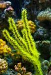 kuva Menella, vihreä meriviuhkoja
