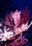 kuva Menella, vaaleanpunainen meriviuhkoja