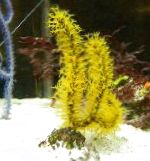 Foto Menella, amarillo abanicos de mar
