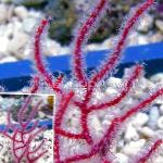 Foto Menella, rojo abanicos de mar