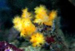Fil Blomma Träd Korall (Broccoli Korall), gul 