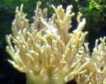 fotografie Deget Sinularia Piele Coral, galben 