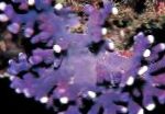 Foto Pits Stick Korall, purpurne hydroid
