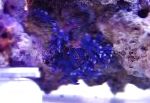 Fil Spets Pinne Korall, blå hydroid